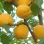 Die Aprikosen, die den Frost besiegten: Wie Lettlands eisiges Klima die antioxidantienreichsten Aprikosen des Kontinents hervorbrachte