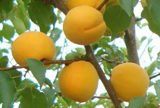 Die Aprikosen, die den Frost besiegten: Wie Lettlands eisiges Klima die antioxidantienreichsten Aprikosen des Kontinents hervorbrachte