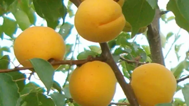 Die Aprikosen, die den Frost besiegten: Wie Lettlands eisiges Klima die antioxidantienreichsten Aprikosen des Kontinents hervorbrachte