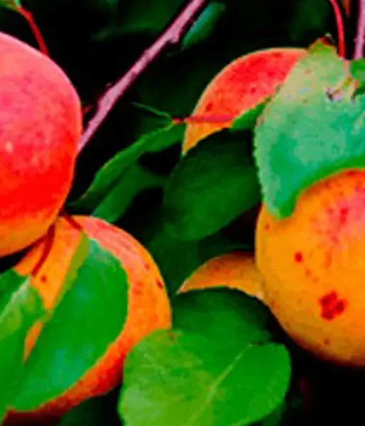 Marhuľa (Prunus armeniaca) RĪTAUSMA - Tutifruti, s.r.o. (SK)