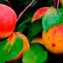 Marhuľa (Prunus armeniaca) RĪTAUSMA