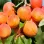 Aprikosen: Das goldene Obst voller Vitamine und Antioxidantien