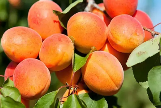 Aprikosen: Das goldene Obst voller Vitamine und Antioxidantien