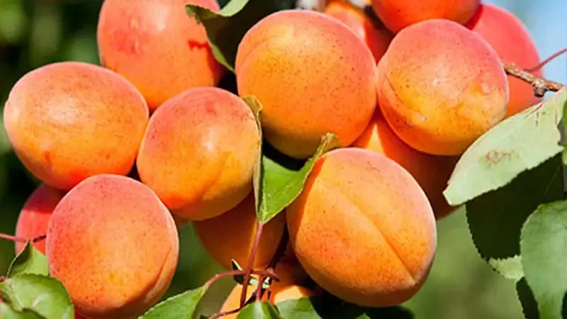 Aprikosen: Das goldene Obst voller Vitamine und Antioxidantien