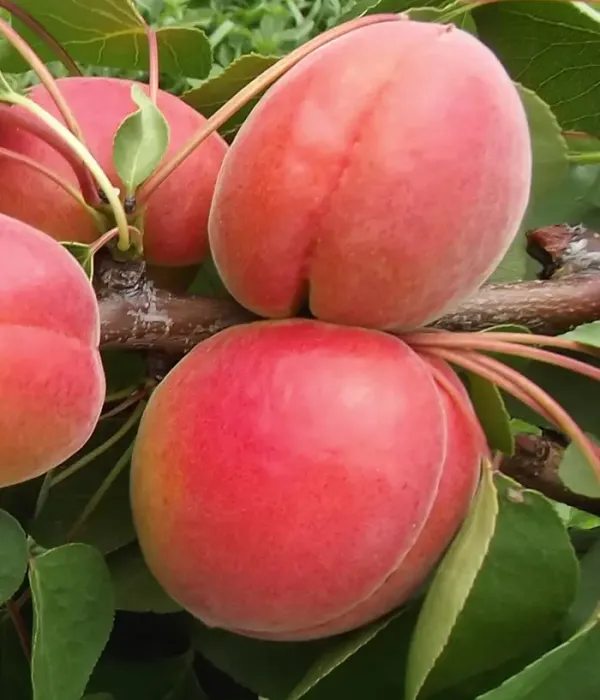 Aprikosenbaum (Prunus armeniaca) BERGAROUGE