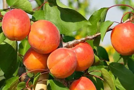 Das Wunder namens Aprikose: Wie ihre Antioxidantien das Altern bekämpfen und ob sie frisch oder getrocknet gesünder ist
