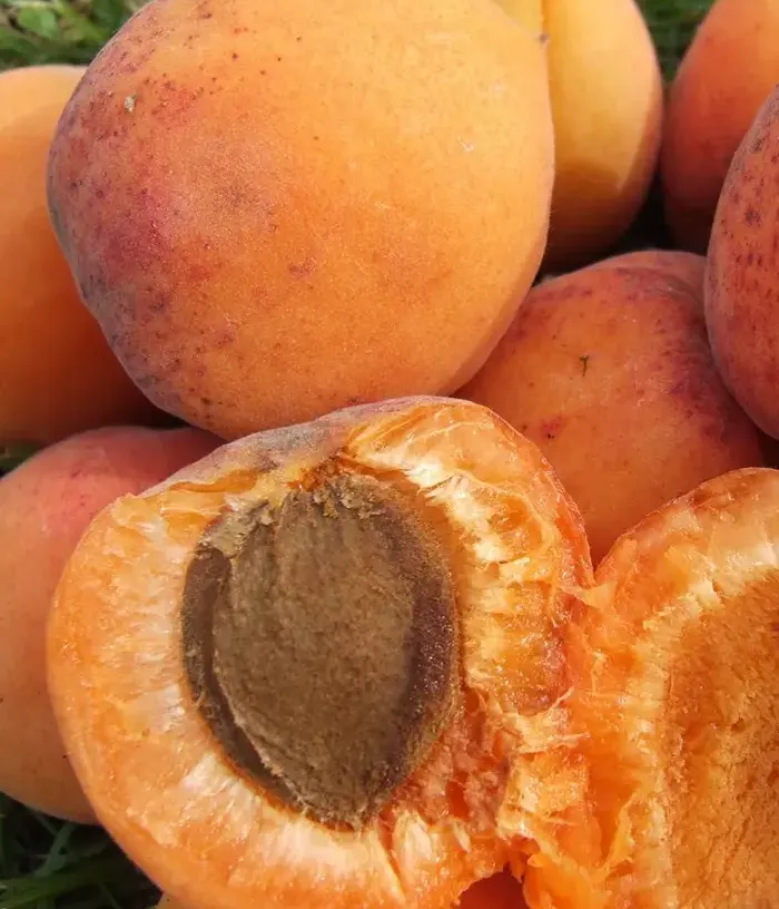 Aprikose (Prunus armeniaca) VELTA - Tutifruti, s.r.o. (SK)