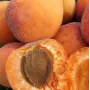 Apricot (Prunus armeniaca) VELTA