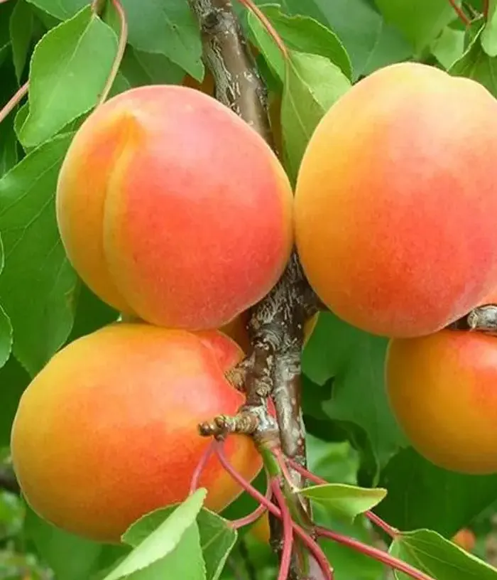 Aprikosenbaum (Prunus armeniaca) PINKCOT - Tutifruti, s.r.o.