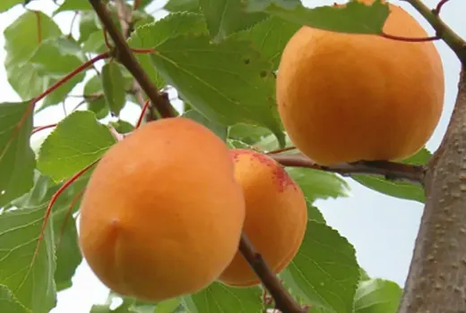 Latvian Apricot Queens: Analysis of the Lāsma, Daiga, and Velta Varieties