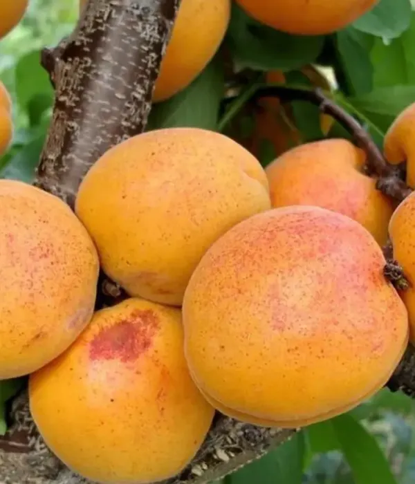 Aprikose (Prunus armeniaca) VIORICA