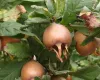 Medlar tree