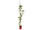 Mulberry (Morus nigra) RED NO 2 - Tutifruti SK