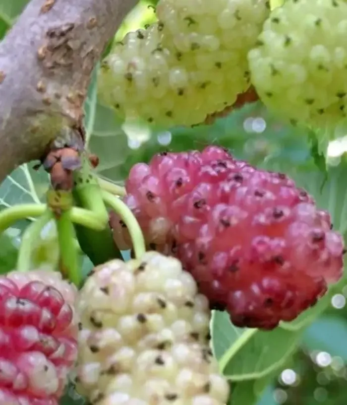 Maulbeere (Morus alba) SANGUE E LATTE