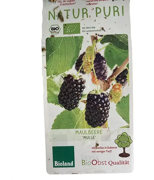 BIO Mulberry (Morus nigra) MULLE