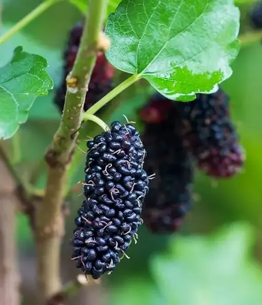 BIO Mulberry (Morus nigra) MULLE