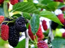 Mulberry (Morus nigra) RED NO 2 - Tutifruti SK