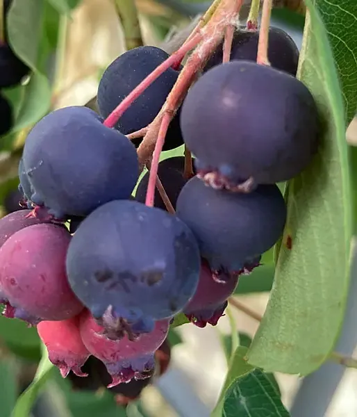 Saskatoon Berry (Amelanchier alnifolia) MANDAM