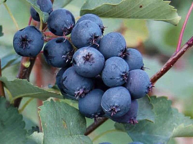 Felsenbirne (Amelanchier alnifolia) MARTIN