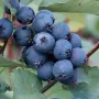 Saskatoon Berry (Amelanchier alnifolia) MARTIN