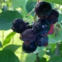 Saskatoon Berry (Amelanchier alnifolia) NORTHLINE