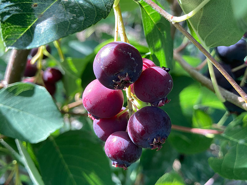 Felsenbirne (Amelanchier alnifolia) SLEYT