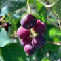 Saskatoon Berry (Amelanchier alnifolia) SLEYT
