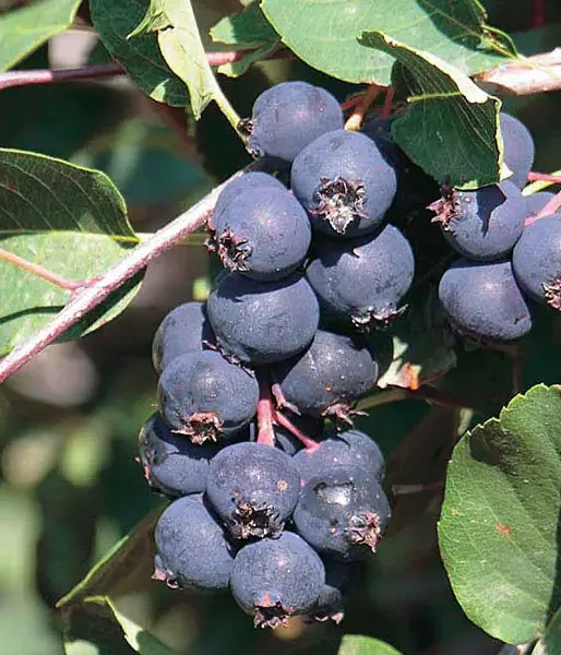Saskatoon Berry (Amelanchier alnifolia) SMOKY