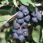 Saskatoon Berry (Amelanchier alnifolia) SMOKY