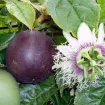 Passionsblume
