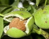 Walnut trees