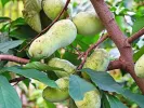 BIO Pawpaw (Asimina triloba) Sunflower - Tutifruti SK