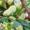 Asimina triloba (Pawpaw): Leitfaden zum Anbau der nordamerikanischen Banane | Blog