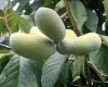 Pawpaw tree