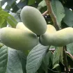 Pawpaw
