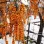 Sanddorn (Hippophae): Wirkung, Verarbeitung & Superfrucht (Teil 2)