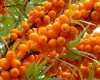 Sea buckthorn (Hippophae rhamnoides)