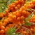 Sea buckthorn 