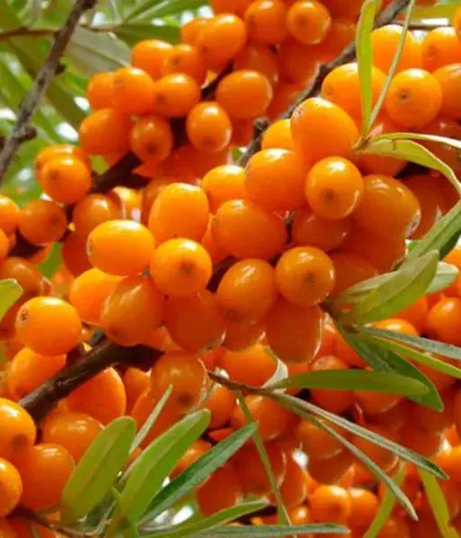 Rakytník rešetliakový (Hippophae rhamnoides) FRIESDORFER ORANGE