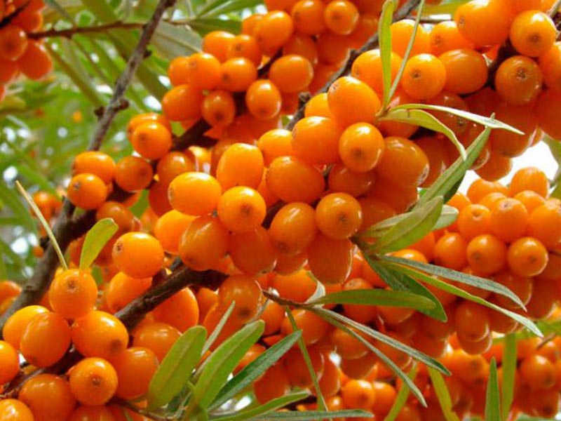 Sanddorn (Hippophae rhamnoides) FRIESDORFER ORANGE