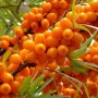 Sea buckthorn (Hippophae rhamnoides) FRIESDORFER ORANGE