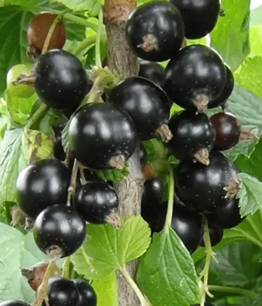 Blackcurrant (Ribes nigrum) SVITA KIJEVSKAJA
