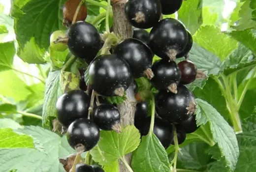 Blackcurrants: Detailed analysis of new varieties Belorusskaya Sladkaya, Chornij Zhemchug and Svita Kievskaya