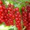 Redcurrants: Top Varieties for High Yield and Health