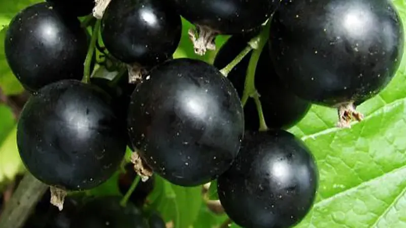 Schluss mit sauren Gesichtern: 9 riesige Sorten Schwarzer Johannisbeeren, die wie ein Dessert schmecken