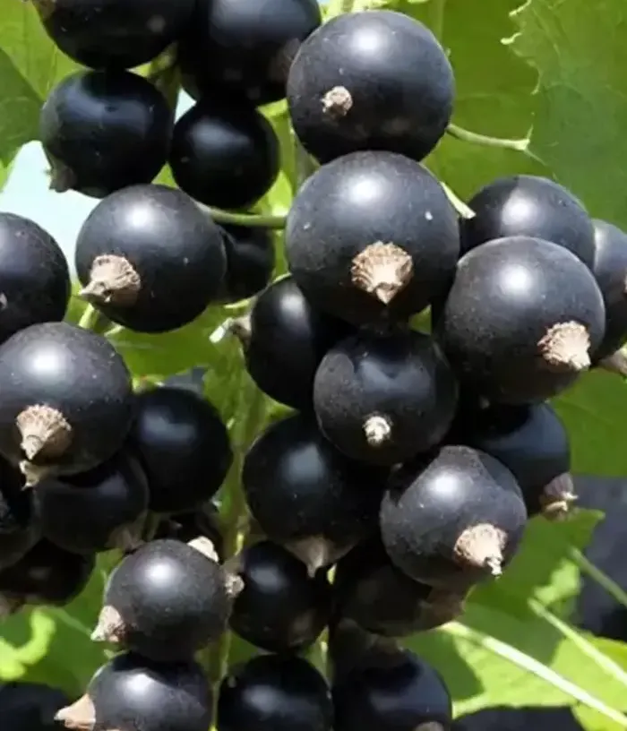 Black Currant (Ribes nigrum) CHERESHNEVAYA - Tutifruti, s.r.o.