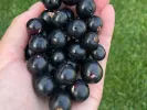 Schwarze Johannisbeere (Ribes nigrum) BEN CONAN (stamm) - SK Matej Hornák