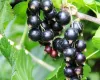 Currants
