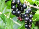 Schwarze Johannisbeere (Ribes nigrum) BEN CONAN (stamm) - SK Matej Hornák