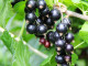 Schwarze Johannisbeere (Ribes nigrum) JUBILEJNAJA KOPANIJA (stamm)